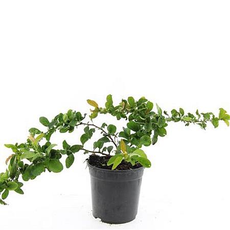 Chaenomeles sup. 'Red Trail' Pot 1,5 liter