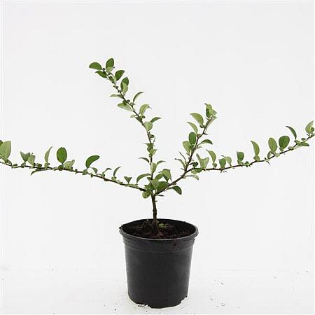 Chaenomeles sup. 'Texas Scarlet' Pot 1,5 liter