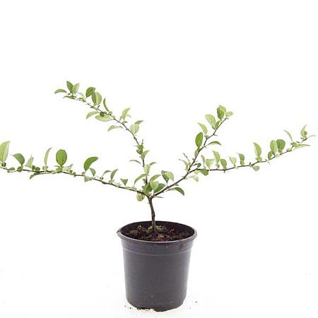 Chaenomeles sup. 'Texas Scarlet' Pot 1,5 liter