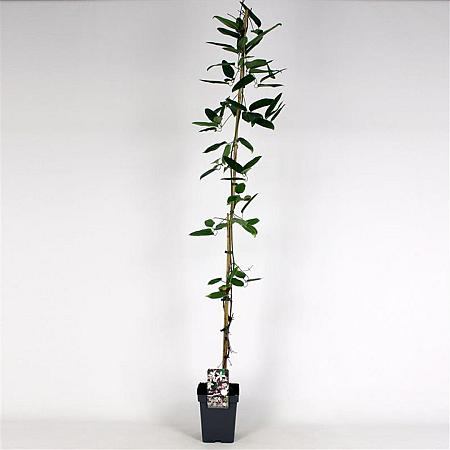 Clematis arm. 'Apple Blossom' Pot 5 Liter 150 - 175 cm