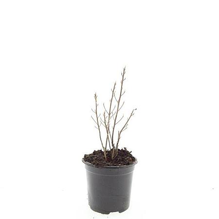 Clethra alnif. 'Hummingbird' Pot 1,5 liter