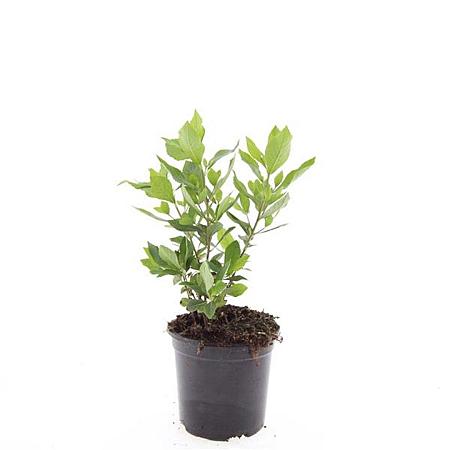 Clethra alnif. 'Hummingbird' Pot 1,5 liter