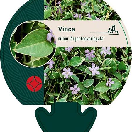Vinca minor 'Argenteovariegata' Pot 9 cm