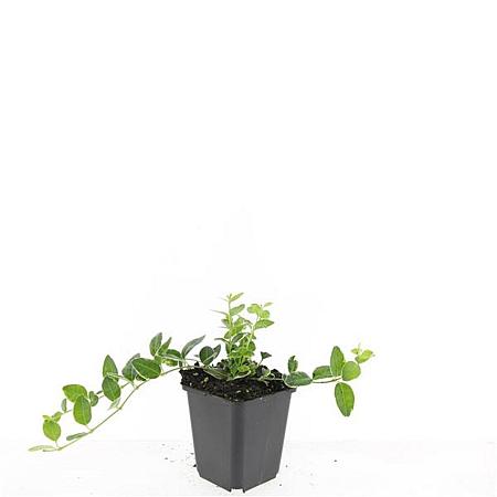 Vinca minor 'Argenteovariegata' Pot 9 cm