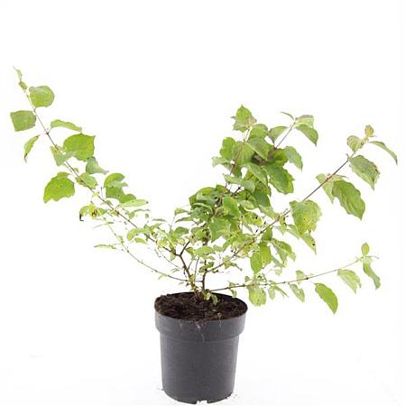 Cornus sang. 'Midwinter Fire' Pot 2 Liter