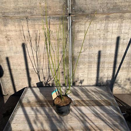 Cornus sericea 'Flaviramea' Pot 5 Liter 60 - 80 cm