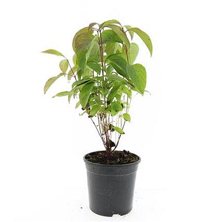 Cornus sericea 'Kelseyi' Pot 1,5 liter