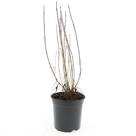 Cornus sericea 'Kelseyi' Pot 1,5 liter