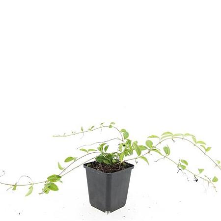 Vinca minor 'Aureovariegata' Pot 9 cm