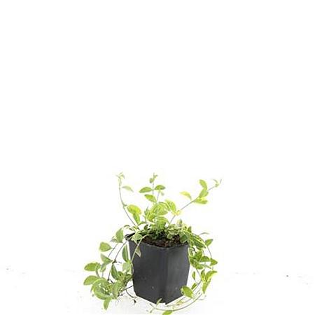 Vinca minor 'Aureovariegata' Pot 9 cm