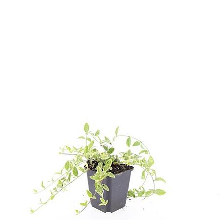 Vinca minor 'Aureovariegata' Pot 9 cm