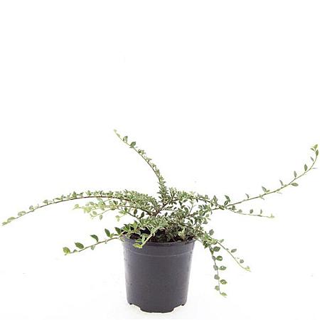 Cotoneaster atrop. 'Variegatus' Pot 1,5 liter