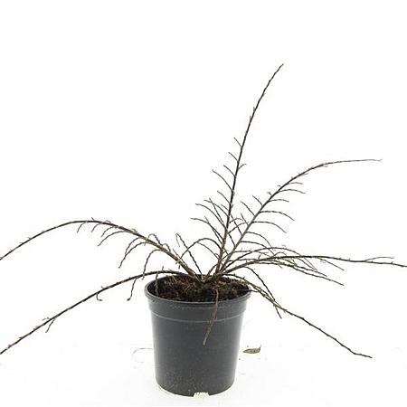 Cotoneaster atrop. 'Variegatus' Pot 1,5 liter