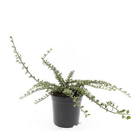 Cotoneaster atrop. 'Variegatus' Pot 1,5 liter