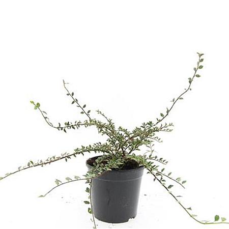 Cotoneaster atrop. 'Variegatus' Pot 1,5 liter