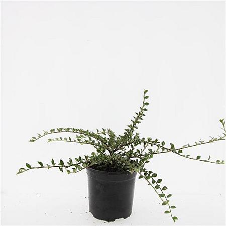 Cotoneaster atrop. 'Variegatus' Pot 1,5 liter