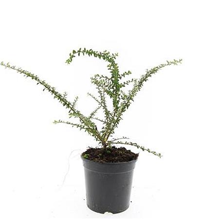 Cotoneaster conspicuus decorus Pot 1,5 liter