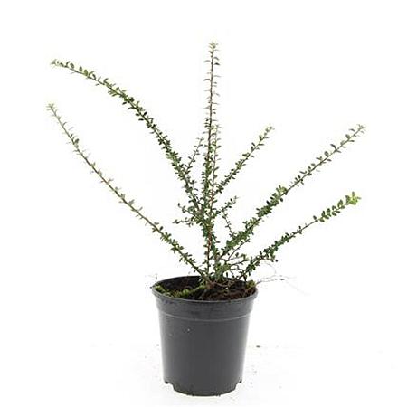 Cotoneaster conspicuus decorus Pot 1,5 liter