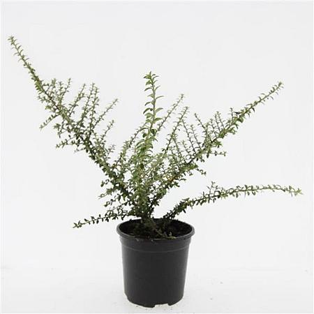Cotoneaster conspicuus decorus Pot 1,5 liter