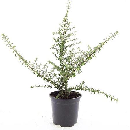 Cotoneaster conspicuus decorus Pot 1,5 liter