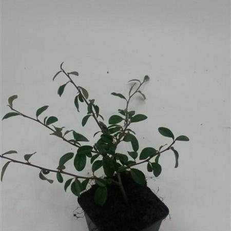 Cotoneaster dammeri Pot 9 cm