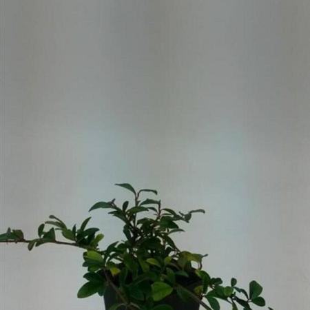 Cotoneaster dammeri Pot 9 cm