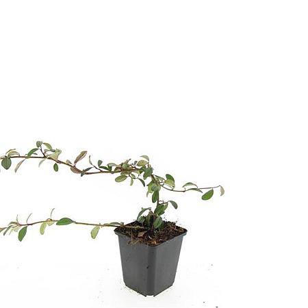 Cotoneaster dammeri Pot 9 cm