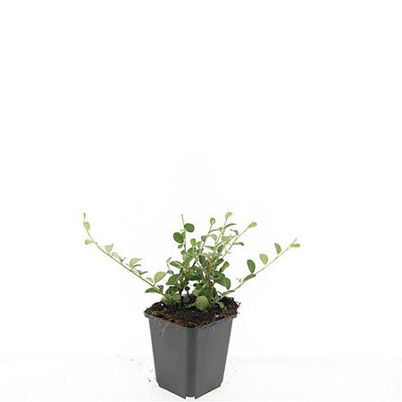 Cotoneaster dammeri Pot 9 cm