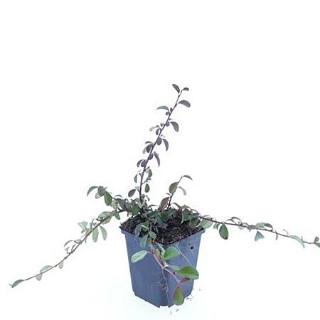 Cotoneaster dammeri Pot 9 cm