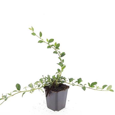 Cotoneaster dammeri Pot 9 cm