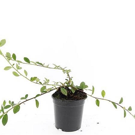 Cotoneaster dam. 'Gelre' Pot 1,5 liter