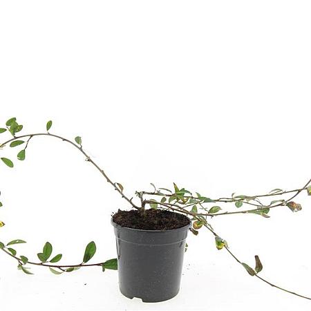 Cotoneaster dam. 'Gelre' Pot 1,5 liter