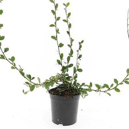 Cotoneaster dam. 'Major' Pot 1,5 liter