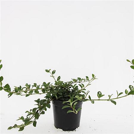 Cotoneaster dam. 'Major' Pot 1,5 liter