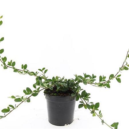 Cotoneaster dam. 'Major' Pot 1,5 liter