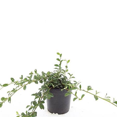 Cotoneaster dam. 'Major' Pot 1,5 liter
