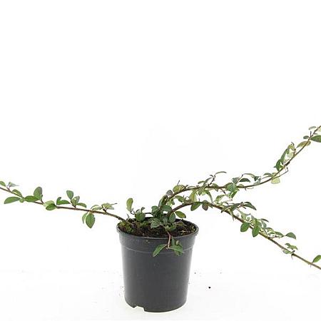 Cotoneaster dam. 'Major' Pot 1,5 liter