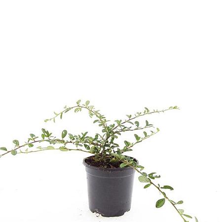 Cotoneaster dam. 'Miranda' Pot 1,5 liter