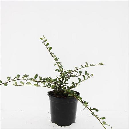 Cotoneaster dam. 'Miranda' Pot 1,5 liter