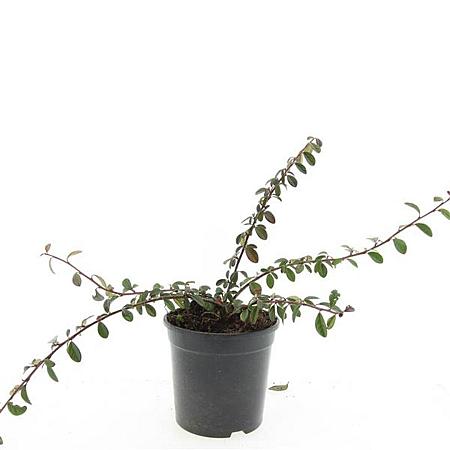 Cotoneaster dam. 'Miranda' Pot 1,5 liter