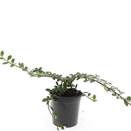 Cotoneaster dam. 'Miranda' Pot 1,5 liter