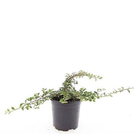 Cotoneaster dam. 'Mooncreeper' Pot 1,5 liter