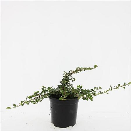 Cotoneaster dam. 'Mooncreeper' Pot 1,5 liter