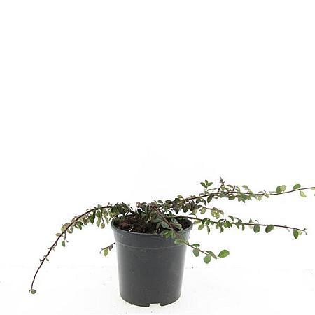 Cotoneaster dam. 'Mooncreeper' Pot 1,5 liter