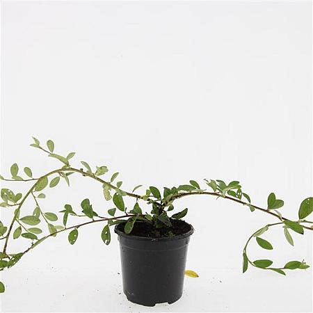 Cotoneaster dam. 'Schoon' Pot 1,5 liter