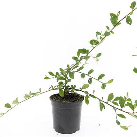 Cotoneaster dam. 'Schoon' Pot 1,5 liter