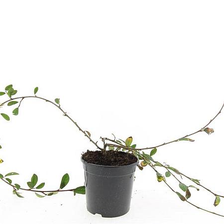 Cotoneaster dam. 'Schoon' Pot 1,5 liter
