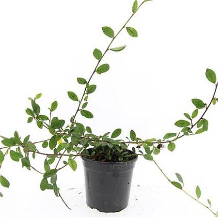 Cotoneaster dam. 'Schoon' Pot 1,5 liter