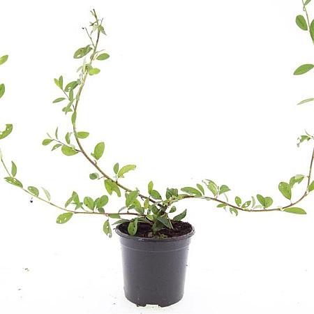 Cotoneaster dam. 'Schoon' Pot 1,5 liter