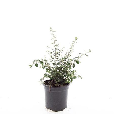Cotoneaster franchetii Pot 1,5 liter
